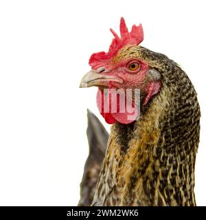 chicken isolated on white, looking at you Stock Photo