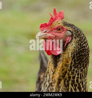 chicken head on blurred background looking at you Stock Photo