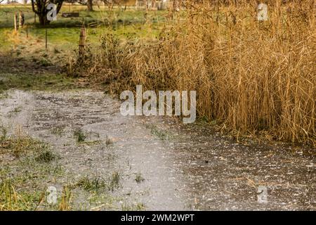 Large puddle under ice in nature. Frozen water. Stock Photo