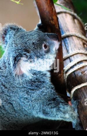 A young koala bear clings to a tree branch Stock Photo