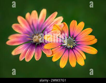 Beautirufl orange and pink flowering Osteospermum against out of focus green grass background in summer Stock Photo