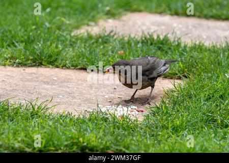 Juvenile blackbird in garden picking up suet pellets Stock Photo