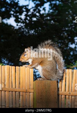 Grey Squirrel sitting on fence post. Sunlit in the golden hour Stock Photo