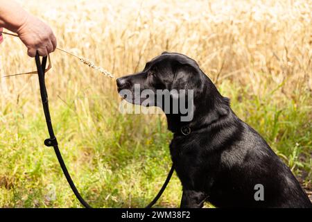 Black labrador retriever dog on a leash in a wheat field Stock Photo