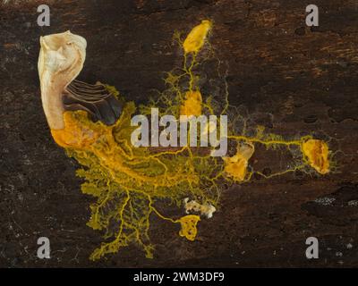 slime mold plasmodium (Badhamia utricularis) networked to feed on rolled oats and a piece of mushroom Stock Photo