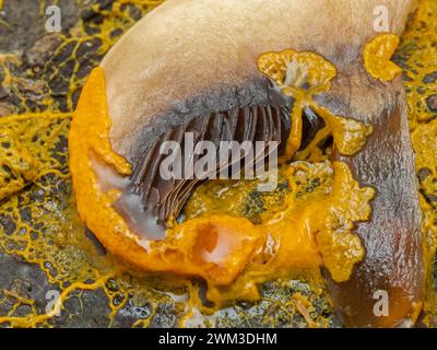 bright orange plasmodium of a slime mold (Badhamia utricularis) feeding on a slice of mushroom Stock Photo