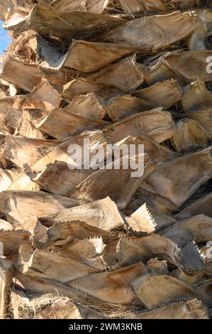 date palm trunk as background Stock Photo