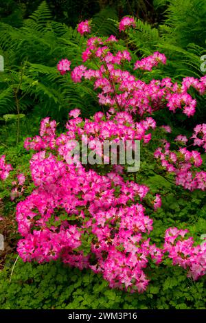 Azalea bloom, Rhododendron Garden, Hendricks Park, Eugene, Oregon Stock Photo