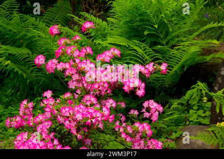 Azalea bloom, Rhododendron Garden, Hendricks Park, Eugene, Oregon Stock Photo