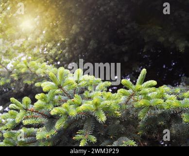 first leaves , sunny spring day.Fir trees grow in spring.Beautiful Fresh spring Natural background. Sunny day. web banner. Spring nature. Advertising. Stock Photo