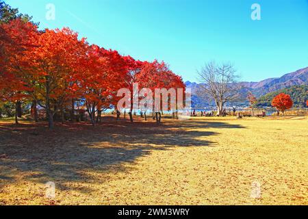Autmn leaves on trees on the northern bank of Lake Kawaguchi in Tamanashi Prefecture, Japan. Stock Photo
