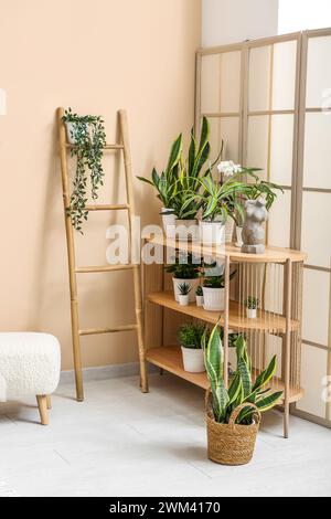 Wooden shelving unit with different houseplants in living room Stock Photo