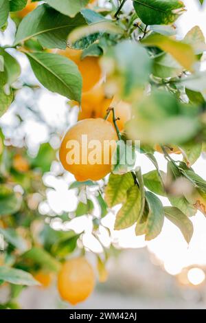 Lemon on a lemon tree in morning light Stock Photo