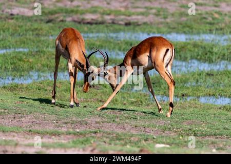 Duelling Impalas, Chobe National Park, Botswana Stock Photo