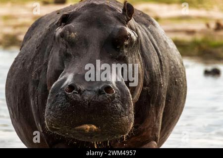 Angry hippo charging, Chobe National Park, Botswana Stock Photo