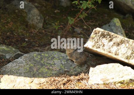 American Pika (Ochotona princeps) on a rock in the Beartooth Mountains, Montana Stock Photo