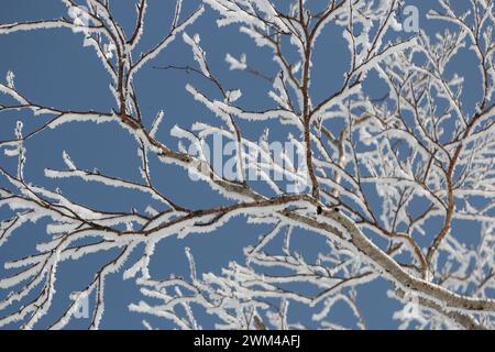 Icy frosty tree branches overhead against blue sky Stock Photo