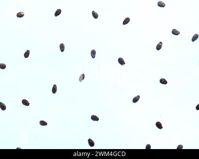 Dried watermelon fruit seeds isolated on white background Stock Photo