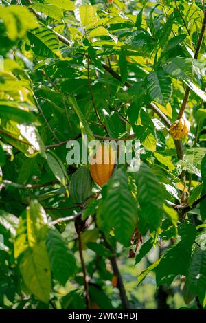 a single cacao seed hanging on a tree surrounded with luscious green leaves and thin branches, shot on midday Stock Photo
