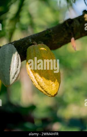 a single yellow cacao seed hanging on to a branch, with a smaller green kakao seed on the left Stock Photo