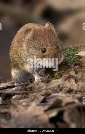 A closeup of a Bank Vole on dried leaves Stock Photo