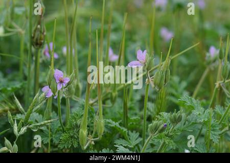 Natural closeup on an aggregation of pretty purple, bluish flower of Erodium ciconium wildflower plant in the field Stock Photo