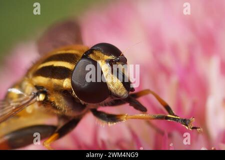 Natural closeup on a dangling marsh-lover hoverfly,Helophilus pendulus sitting on on a pink flower in the garden Stock Photo