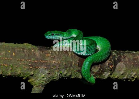 Malabar pit viper green / Pportrait of large-scaled pit viper from Munnar, Kerala. Craspedocephalus macrolepis. Stock Photo