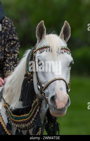 vertical Arabian horse portrait in traditional costume at costume class in local fair grey horse velvet reins fringes and beads on head stall bridle Stock Photo