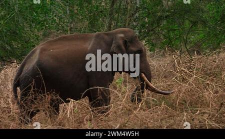 Asian Elephant royalty-free images , Family of Asian elephants in the wild Stock Photo