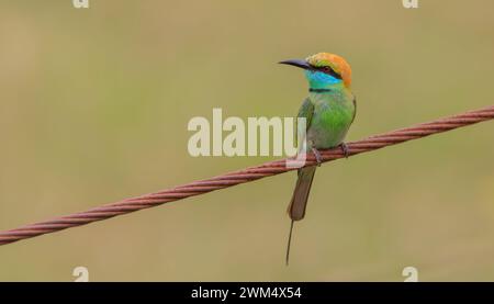 The blue-cheeked bee-eater (Merops persicus) is a near passerine bird in the bee-eater family, Meropidae Stock Photo