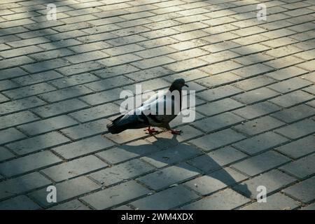 A city pigeon walks on stone tiles Stock Photo