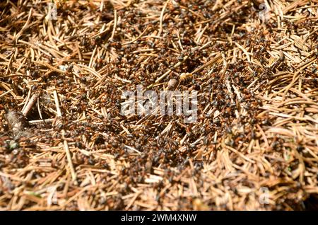 A group of ants in an anthill. Stock Photo