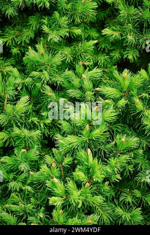Spruce or fir tree young branches in the forest. Blooming spruce in spring, close-up. Selective focus. Vertical photo. Stock Photo