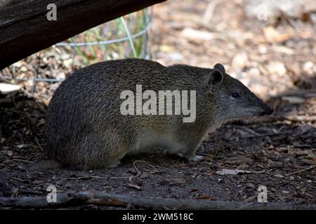 the Southern brown Bandicoots are about the size of a rabbit, and have a pointy snout, humped back, thin tail and large hind feet Stock Photo