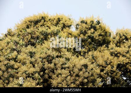 Dhaka, Bangladesh - February 24, 2024: The mango bouquet or mango flower is blooming full on the mango trees at Tejgaon in Dhaka, Bangladesh. Stock Photo