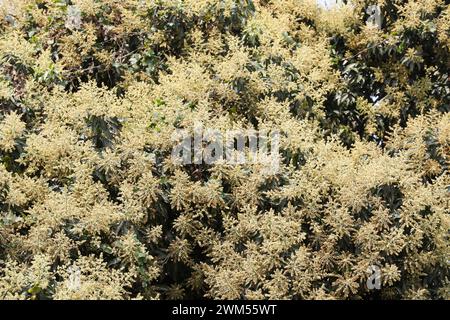 Dhaka, Bangladesh - February 24, 2024: The mango bouquet or mango flower is blooming full on the mango trees at Tejgaon in Dhaka, Bangladesh. Stock Photo