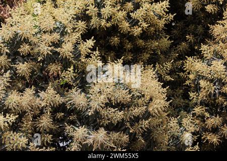 Dhaka, Bangladesh - February 24, 2024: The mango bouquet or mango flower is blooming full on the mango trees at Tejgaon in Dhaka, Bangladesh. Stock Photo