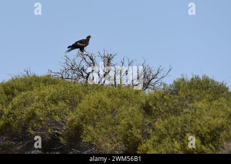 The wedge-tailed eagle (Aquila audax) is the largest bird of prey in the continent of Australia Stock Photo