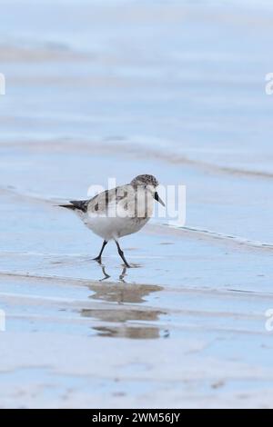 Sanderlings (Calidris alba) are medium-sized sandpipers recognizable by their pale non-breeding plumage Stock Photo