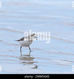 Sanderlings (Calidris alba) are medium-sized sandpipers recognizable by their pale non-breeding plumage Stock Photo
