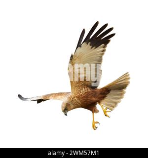 flying Bird of prey Marsh Harrier Circus aeruginosus isolated on white background Stock Photo