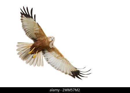 flying Bird of prey Marsh Harrier Circus aeruginosus isolated on white background Stock Photo