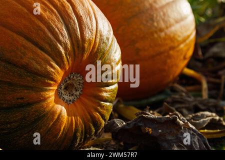 Orange Pumpkins, Cucurbita, On The Ground Growing In A Field, UK Stock Photo