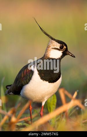 Bird Lapwing Vanellus vanellus on green background spring time Poland Europe migratory bird Stock Photo