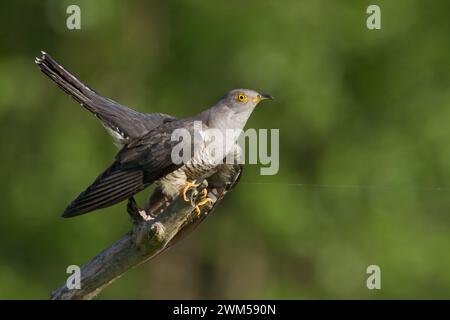 Cuckoo, Cuculus canorus, single bird - male on blurred background Poland Europe Stock Photo