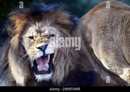 February 24, 2024, Liberec, Czech Republic: Barbary Lion male called Terry and female called Shani (born in France) playing togenther in enclosure at the Liberec Zoo in the Czech Republic. The Barbary lion sometimes referred to as the Atlas lion is an African lion population that is considered extinct in the wild. Barbary lion zoological specimens range in colour from light to dark tawny. (Credit Image: © Slavek Ruta/ZUMA Press Wire) EDITORIAL USAGE ONLY! Not for Commercial USAGE! Stock Photo