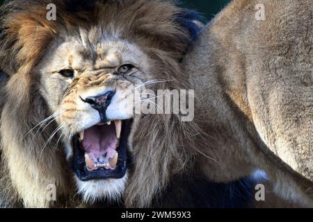 February 24, 2024, Liberec, Czech Republic: Barbary Lion male called Terry and female called Shani (born in France) playing togenther in enclosure at the Liberec Zoo in the Czech Republic. The Barbary lion sometimes referred to as the Atlas lion is an African lion population that is considered extinct in the wild. Barbary lion zoological specimens range in colour from light to dark tawny. (Credit Image: © Slavek Ruta/ZUMA Press Wire) EDITORIAL USAGE ONLY! Not for Commercial USAGE! Stock Photo