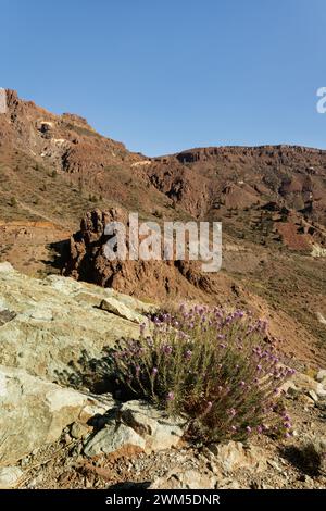 Teide wallflower (Erysimum scoparium) clumps flowering on volcanic rocks coloured green by Copper oxide in Teide National Park, Tenerife. Stock Photo