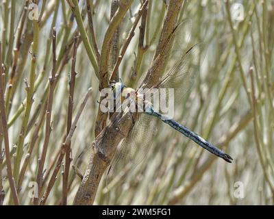 Emperor dragonfly (Anax imperator) male, resting on vegetation at 2000m altitude in Teide National Park, Tenerife, May. Stock Photo
